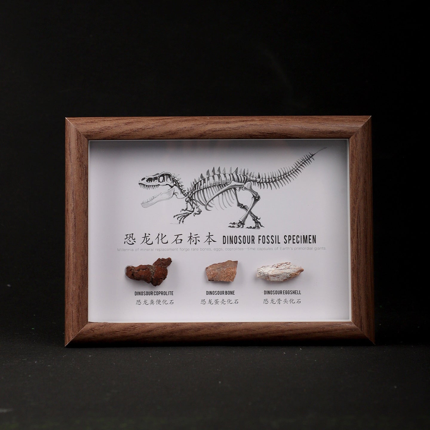 Dinosaur Fossil Picture Frame