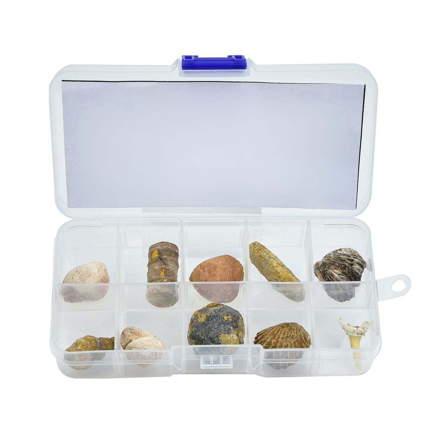 10 Natural Fossil Specimen Boxes