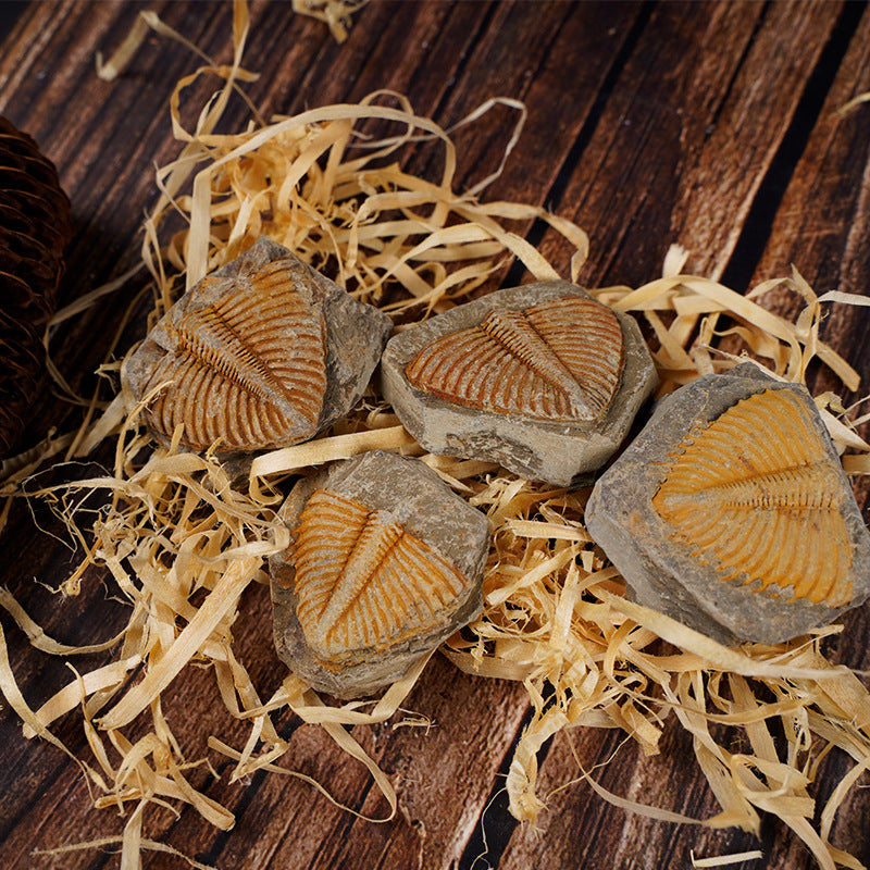 Paleontological Fossils of Trilobites