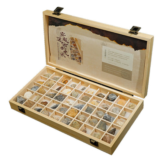 Ancient Gifts: 50 Natural Fossils