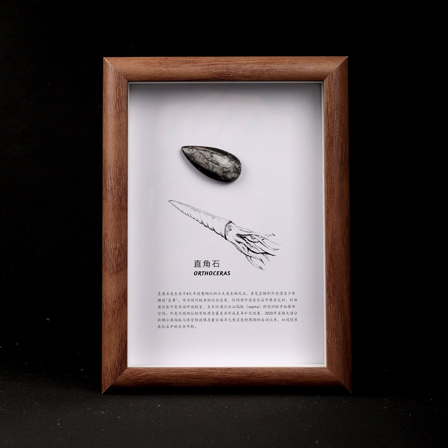 Right-Angle Stone Fossil Picture Frame