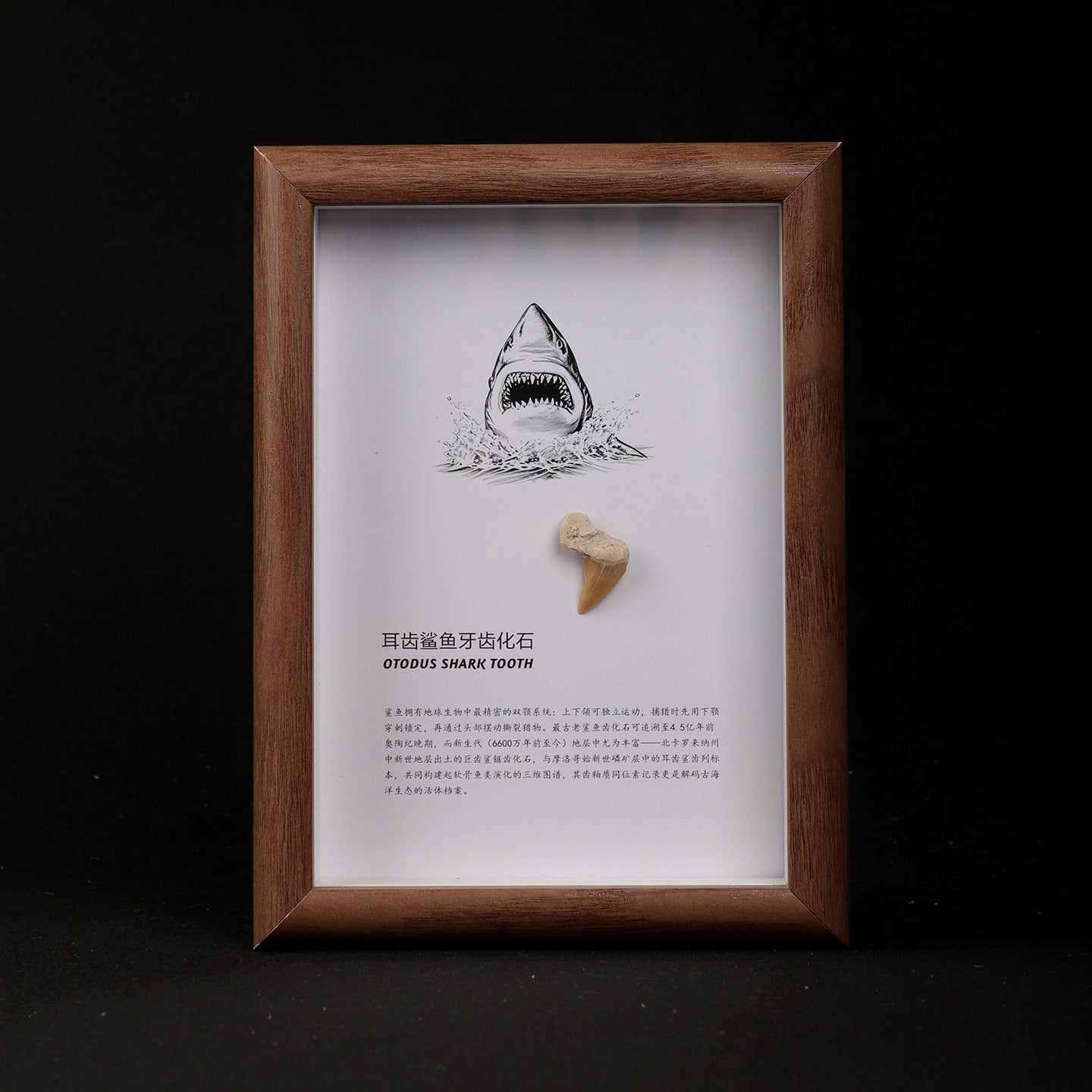 Ear-toothed Shark Tooth Fossil Picture Frame