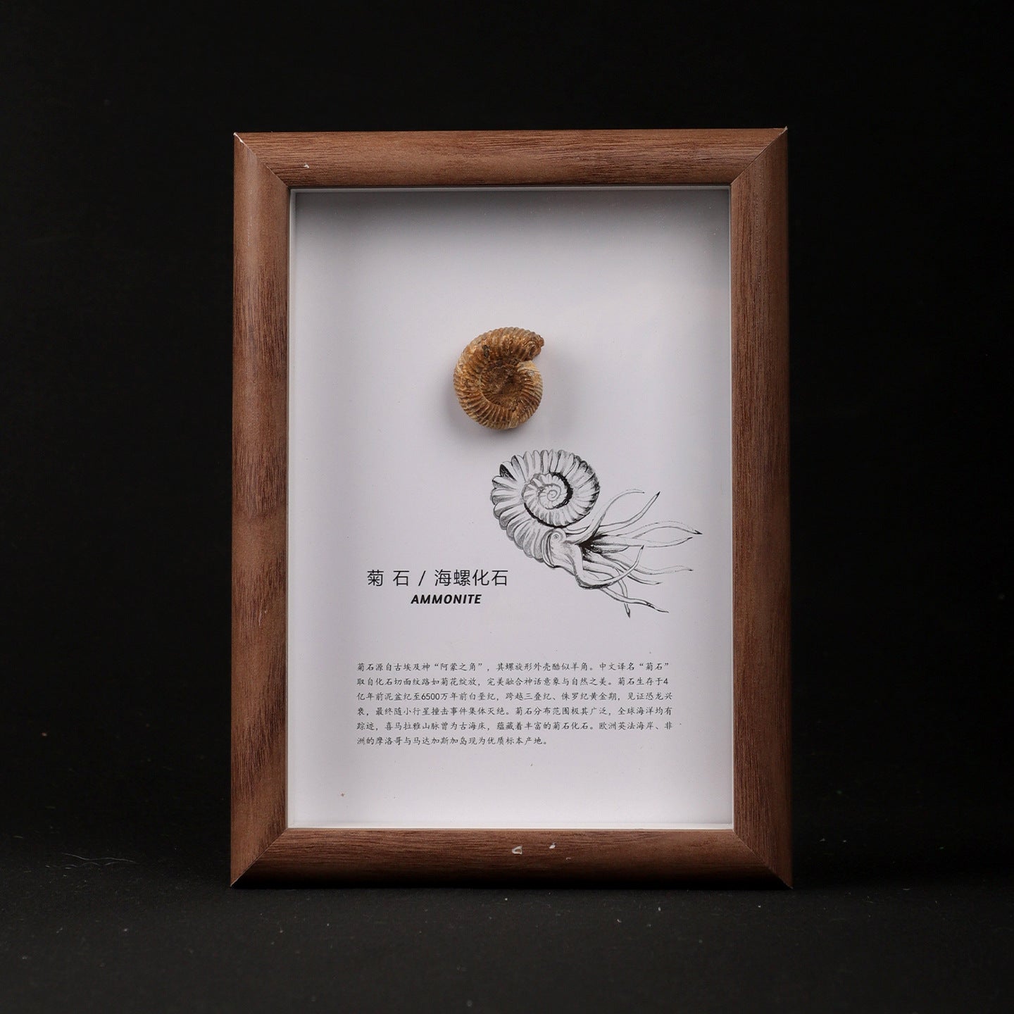 Conch Shell Fossil Picture Frame