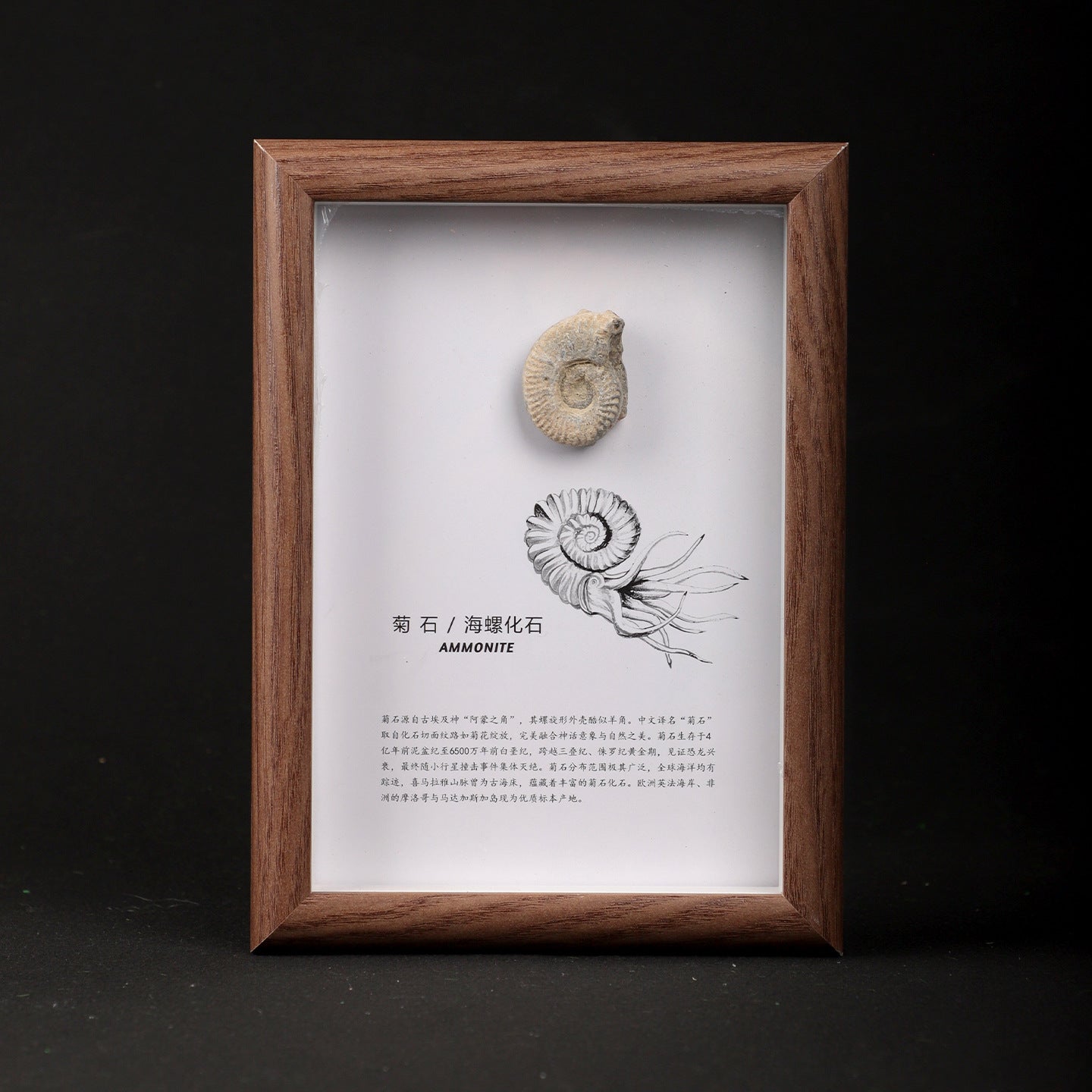 Ammonite-Conch Fossil Picture Frame
