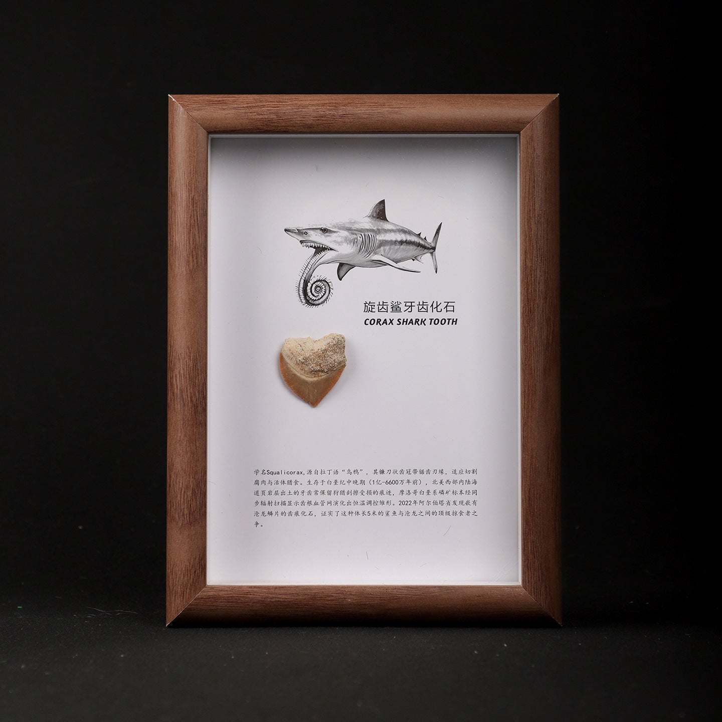 Spiny Shark Tooth Fossil Picture Frame