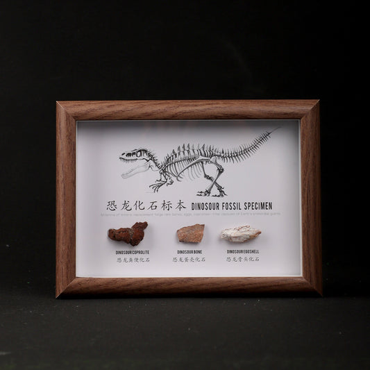 Dinosaur Fossil Picture Frame