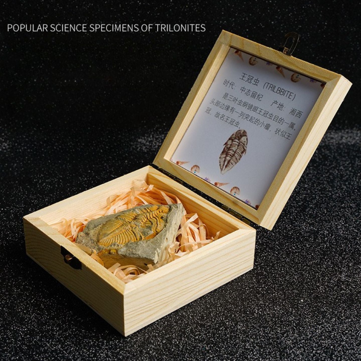 Paleontological Fossils of Trilobites