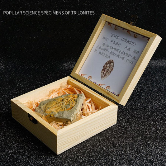 Paleontological Fossils of Trilobites