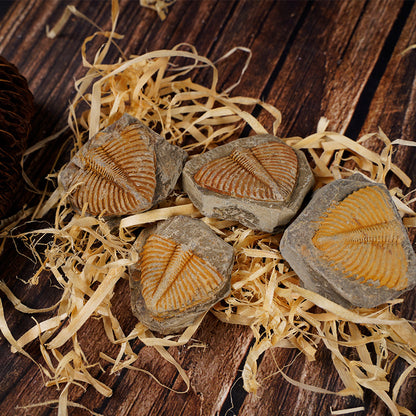 Paleontological Fossils of Trilobites