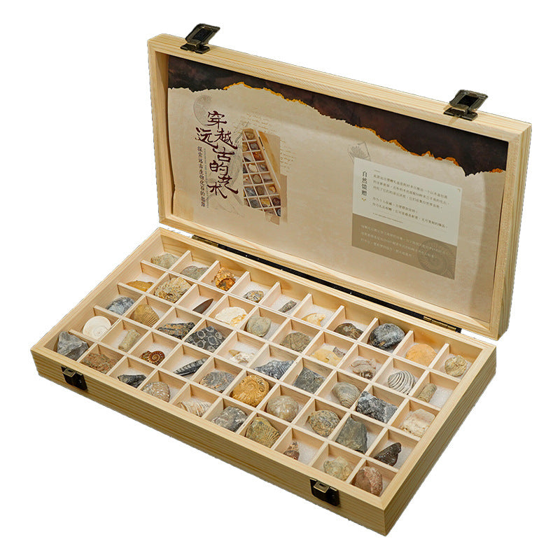 Ancient Gifts: 50 Natural Fossils