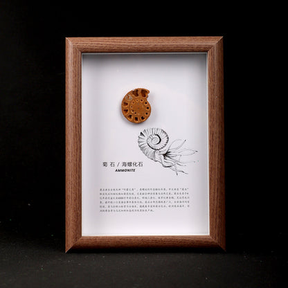 Fossilized Turban Shell Picture Frame