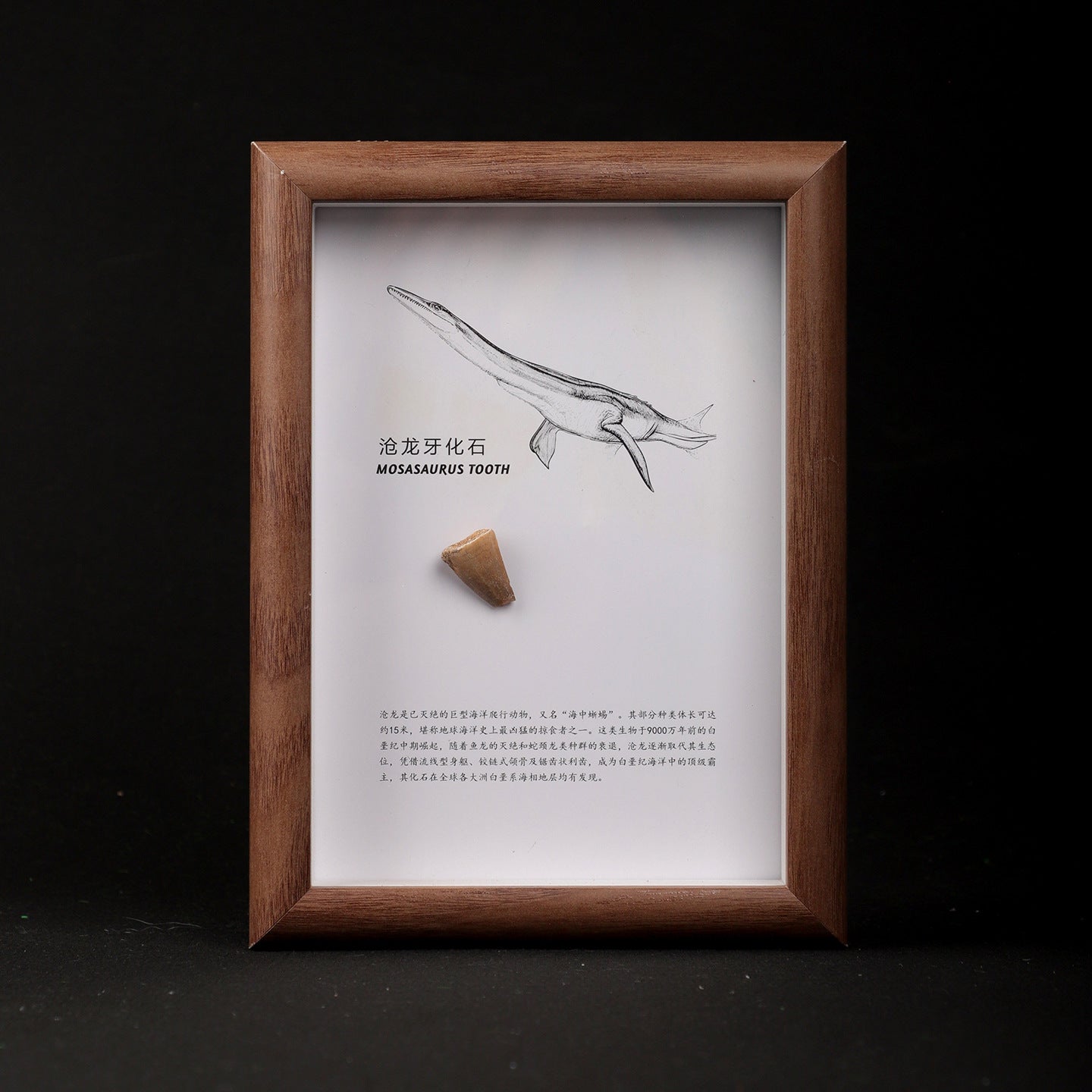Mosasaur Tooth Fossil Picture Frame