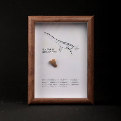 Mosasaur Tooth Fossil Picture Frame