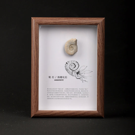 Ammonite-Conch Fossil Picture Frame