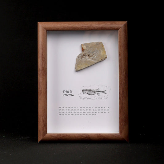 Wolf Fin Fish Fossil Picture Frame