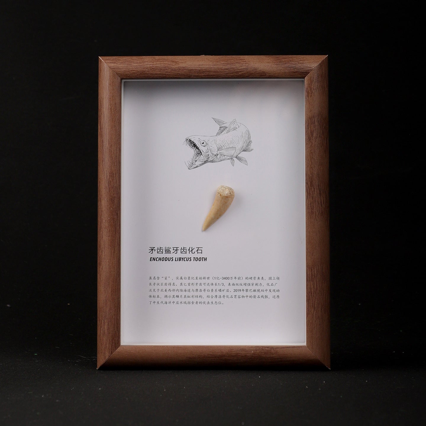 Spiny Dogfish Tooth Fossil Picture Frame