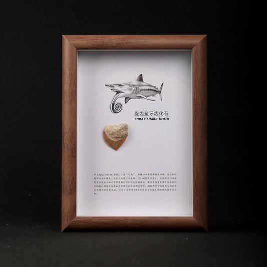 Spiny Shark Tooth Fossil Picture Frame